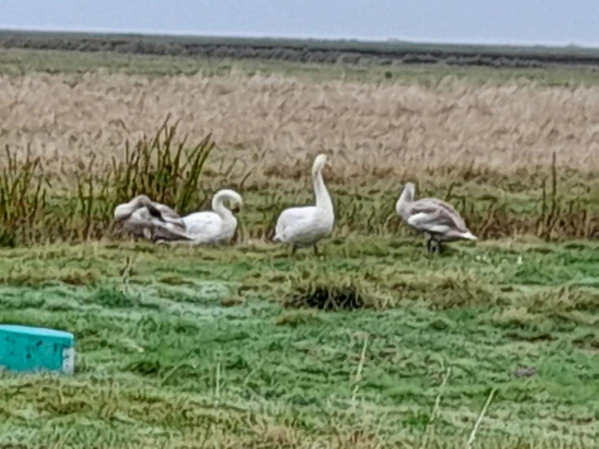 Hof Rickelsbuell - Nordseeurlaub Auf Dem Biobauernhof Rodenas Bagian luar foto